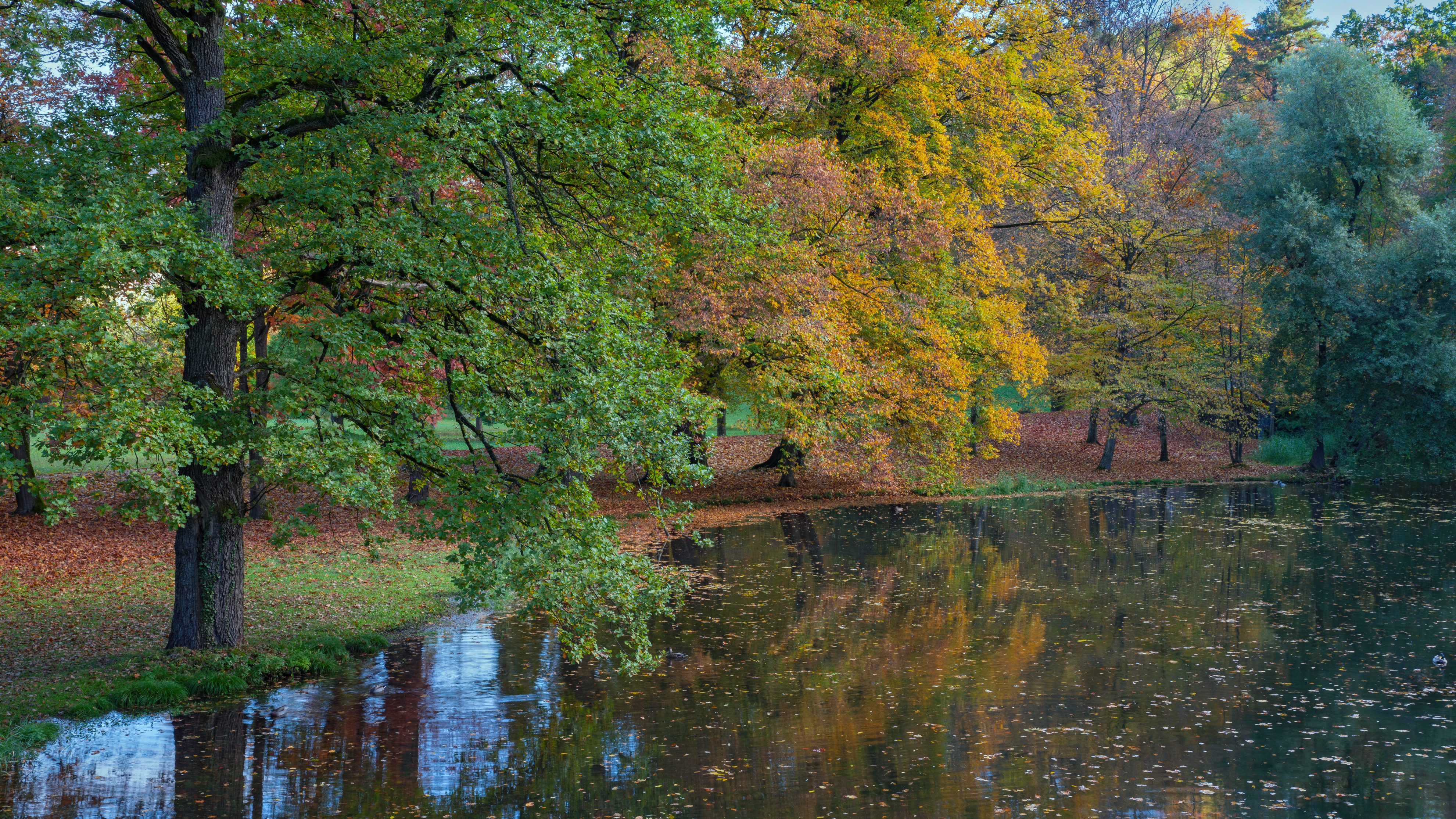 Podzimní stromy s barevným listím se zrcadlí na klidné vodní hladině rybníka. Scéna plná barev a klidu.